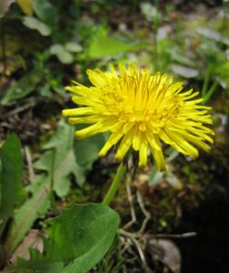 A picture of a dandelion, nabbed from wikipedia