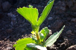Weevil damage on a young bean plant