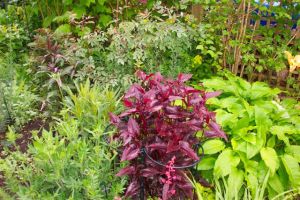 Appreciated greenery