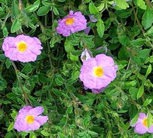 Cistus creticus