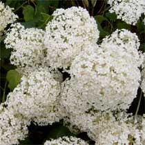 Hydrangea 'Annabelle'