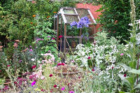 The huge agapanthus at its best in August...