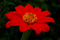 Tithonia