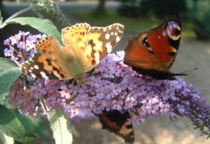 Butterflies love Buddlejas