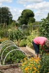 A picture of me on my allotment