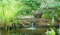 A picture of my pond