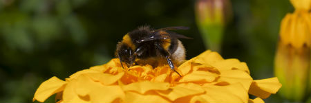 Bumble bee